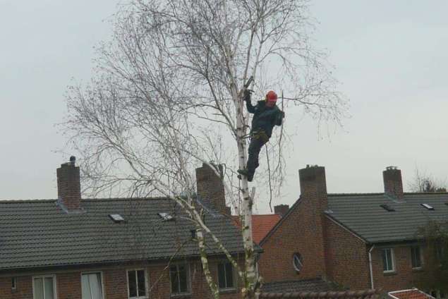 bomen rooien 